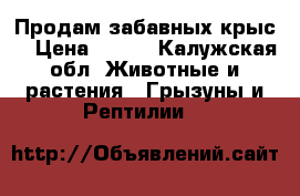 Продам забавных крыс  › Цена ­ 300 - Калужская обл. Животные и растения » Грызуны и Рептилии   